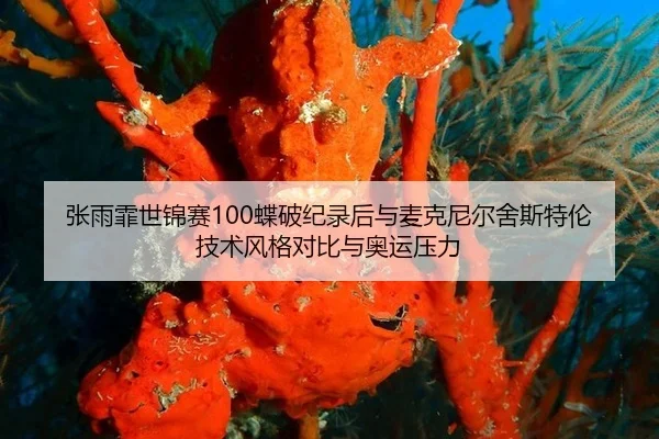 张雨霏世锦赛100蝶破纪录后与麦克尼尔舍斯特伦技术风格对比与奥运压力